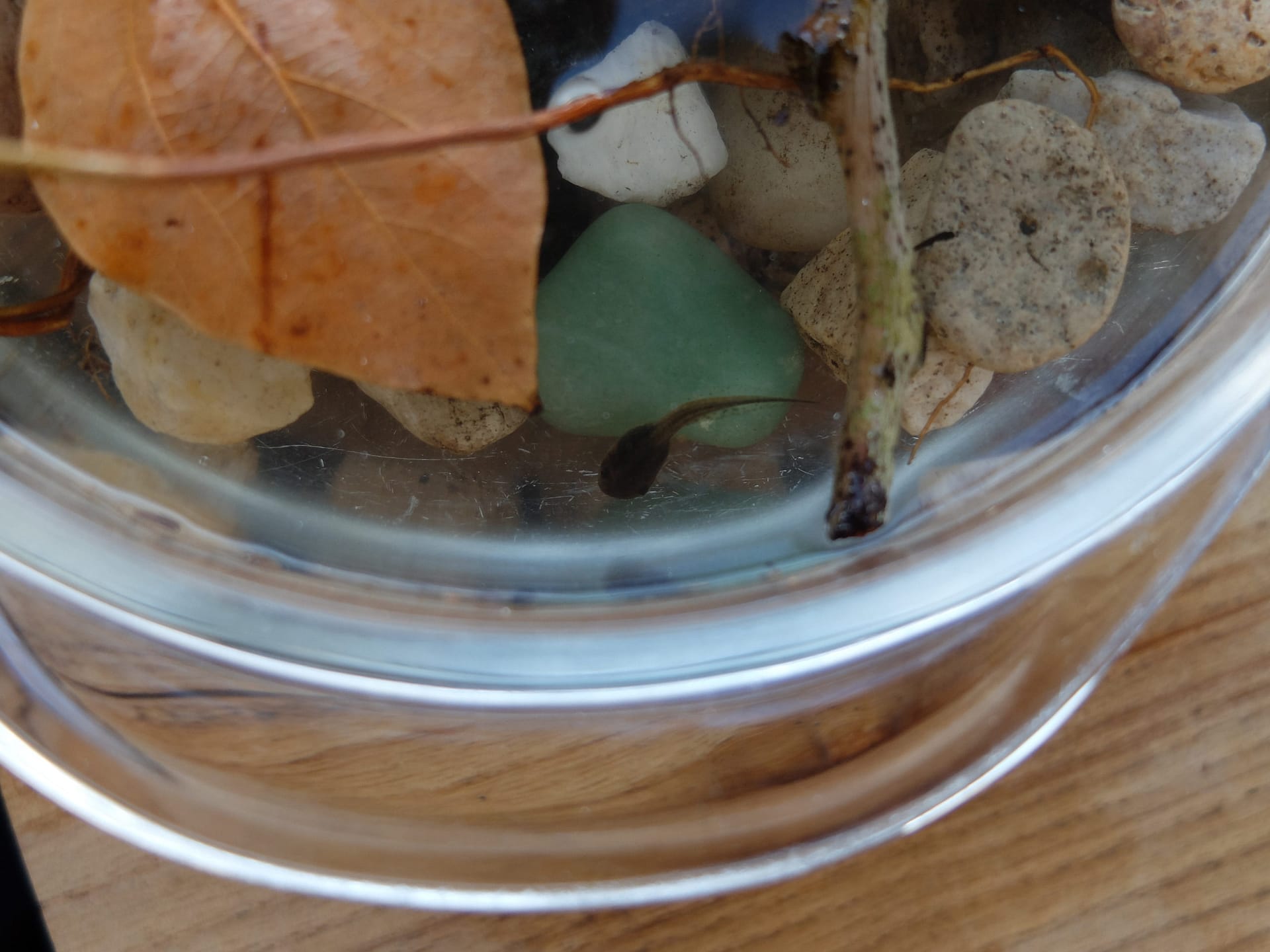 How to Set Up a Tadpole Habitat Acorn to Oak